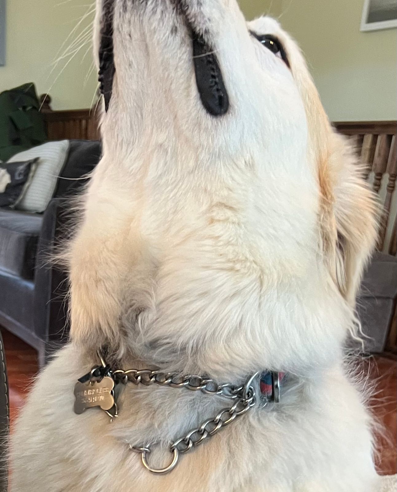 Ruffwear Chain Reaction™ Halsband seegrün L