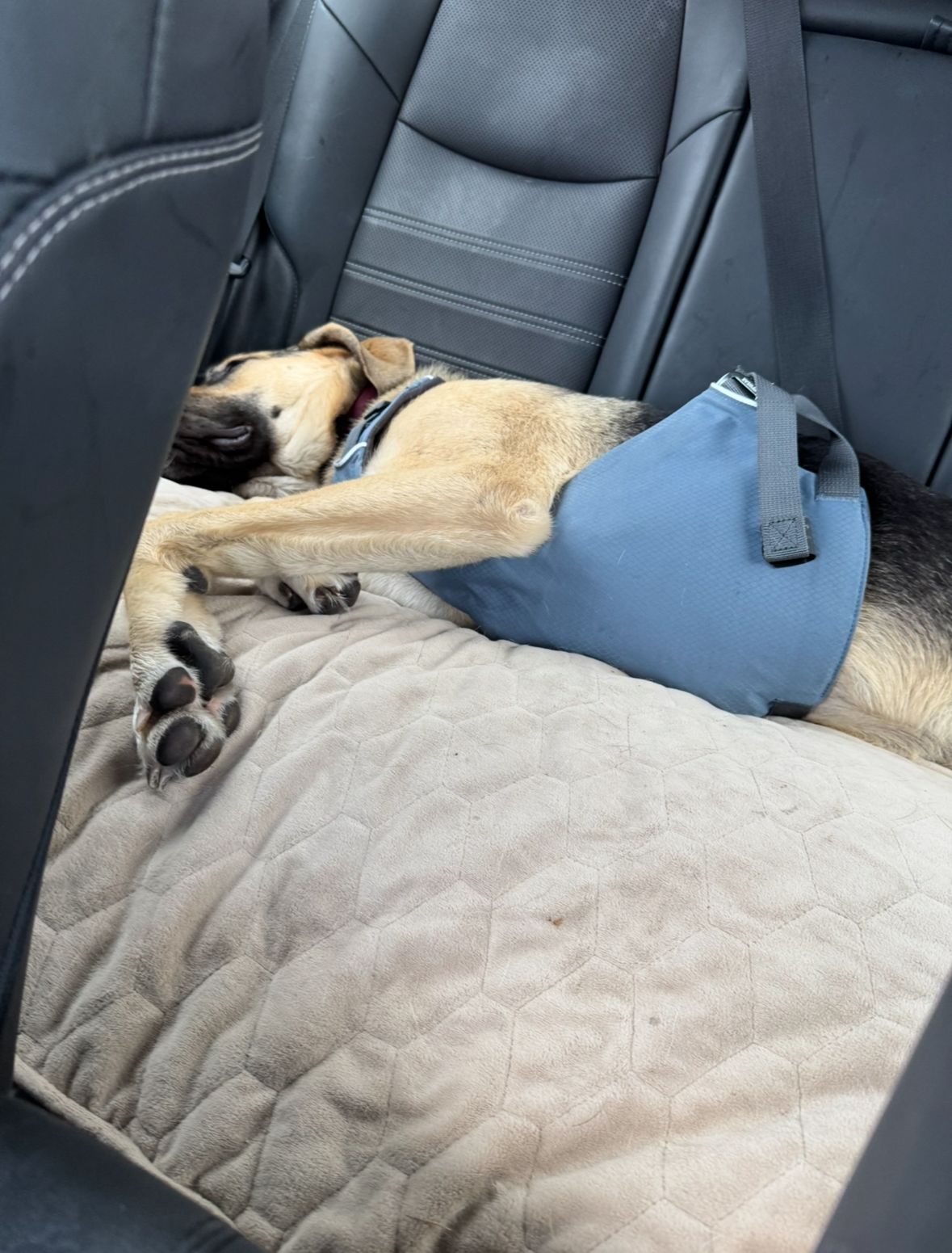 Ruffwear