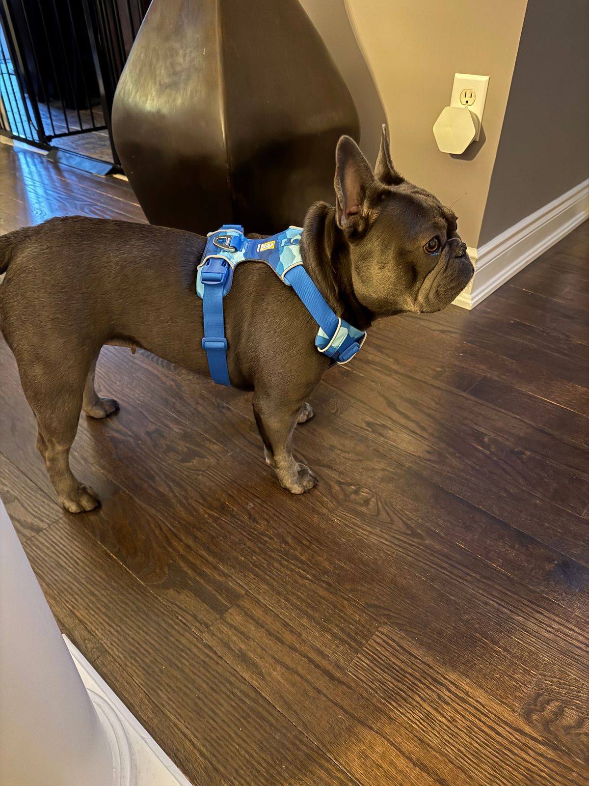 フロントレンジハーネス | Ruffwear JAPAN