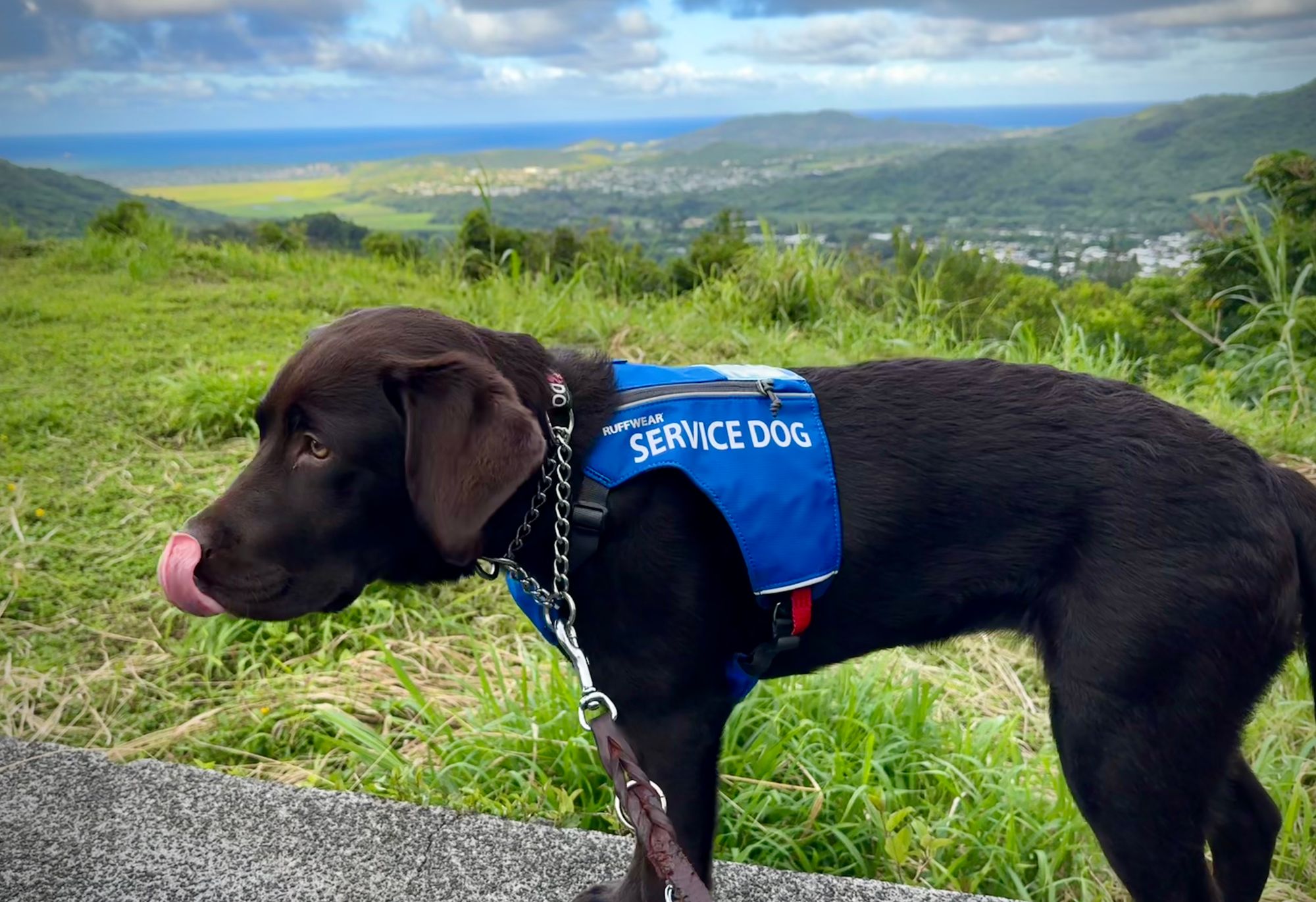 Access ID™ Service Dog Vest Ruffwear