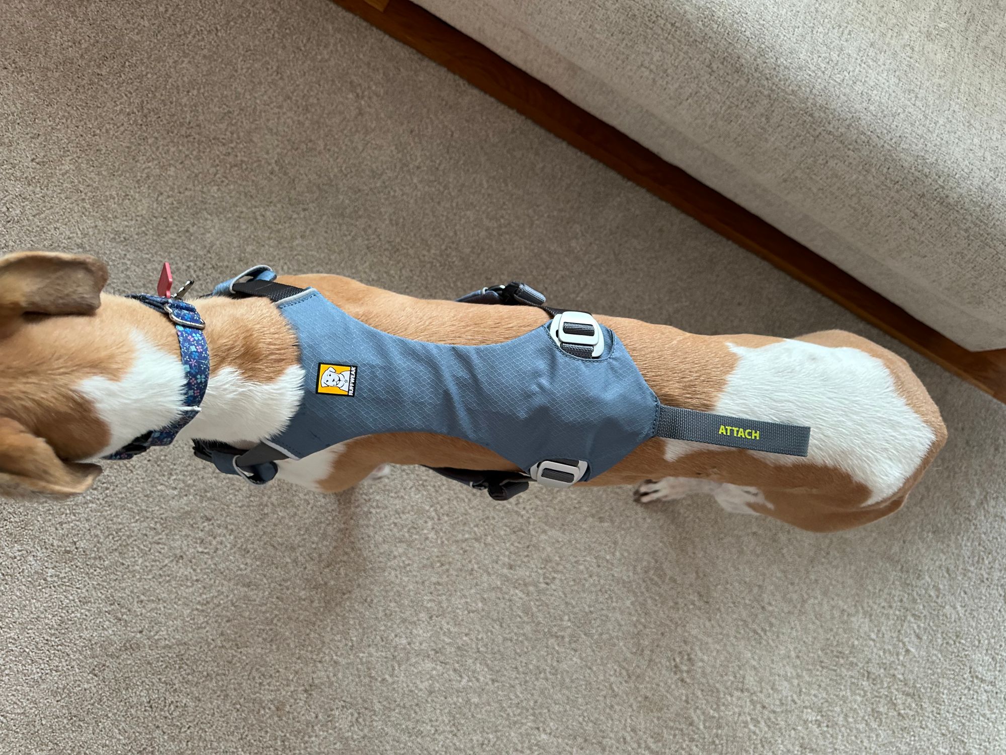ロードアップハーネス 衝突試験済み、強度評価済み | Ruffwear JAPAN