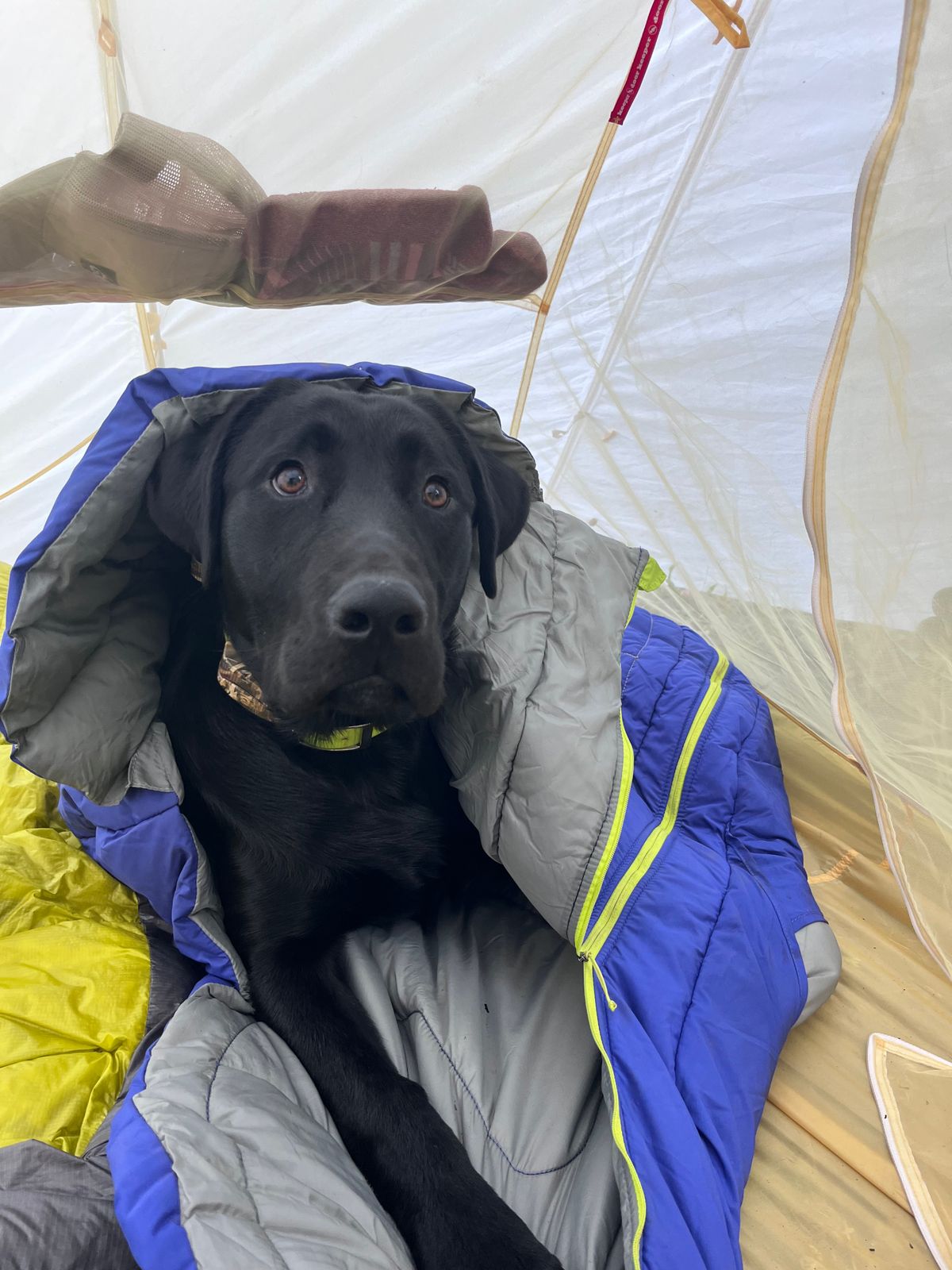ハイランドスリーピングバッグ | Ruffwear JAPAN