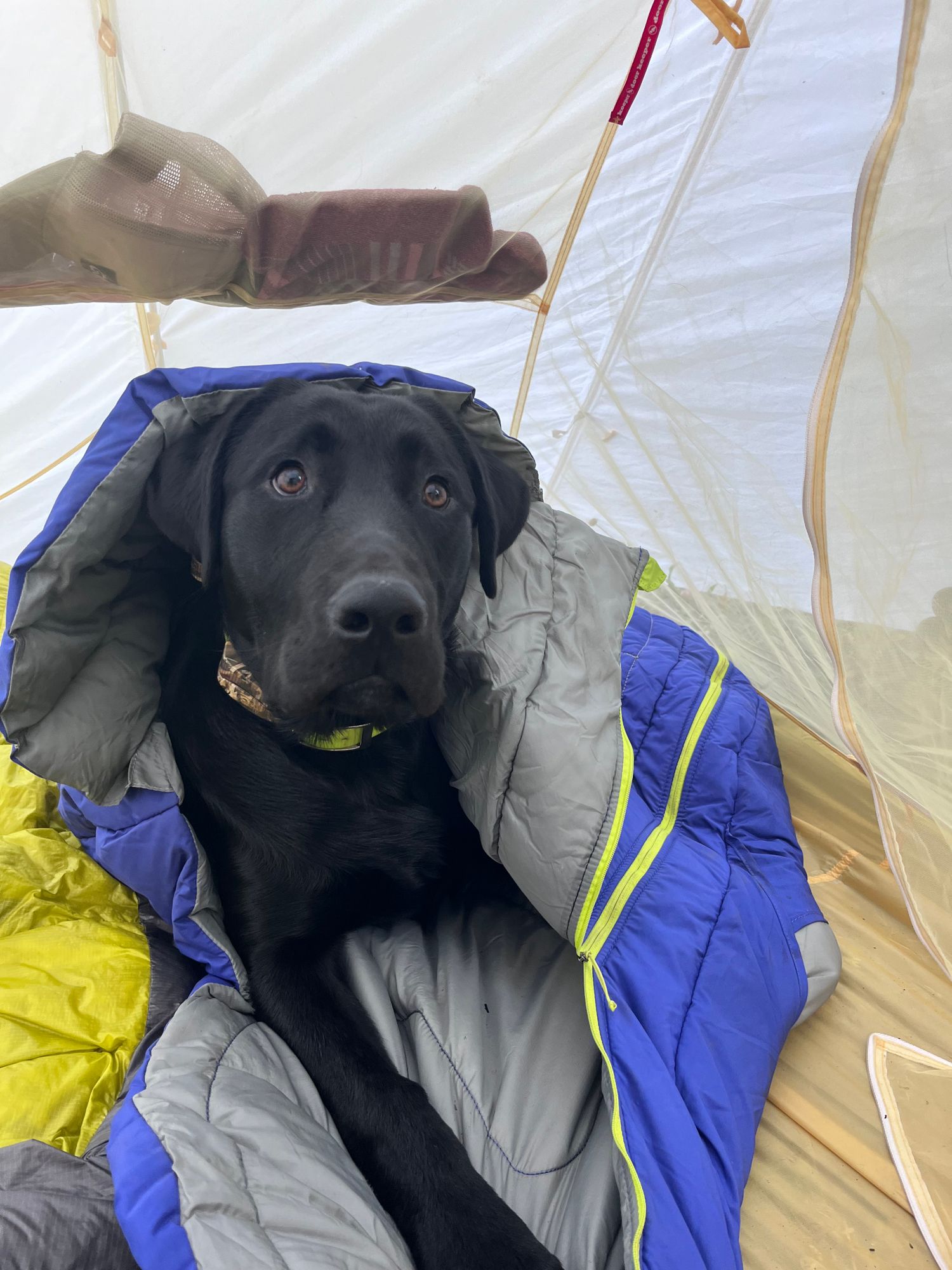 Highlands™ Dog Sleeping Bag Ruffwear