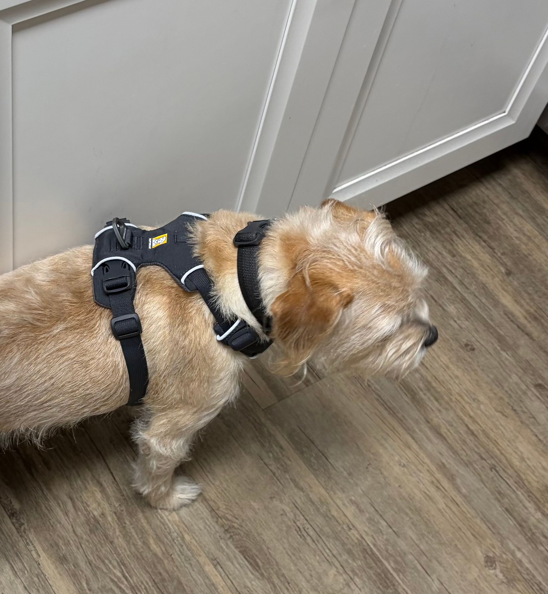 フロントレンジハーネス | Ruffwear JAPAN