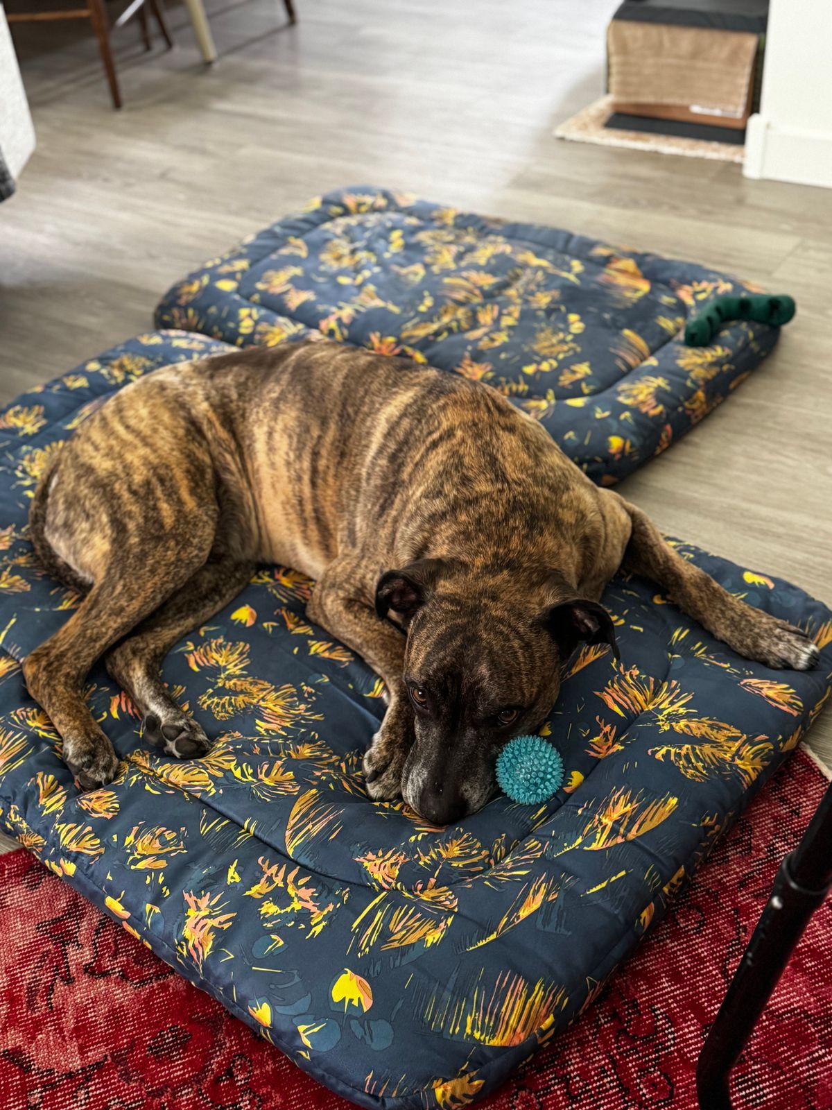 Basecamp Hundebett | Bequemes, verstaubares Hundebett fr die Hundebox |  Ruffwear UK