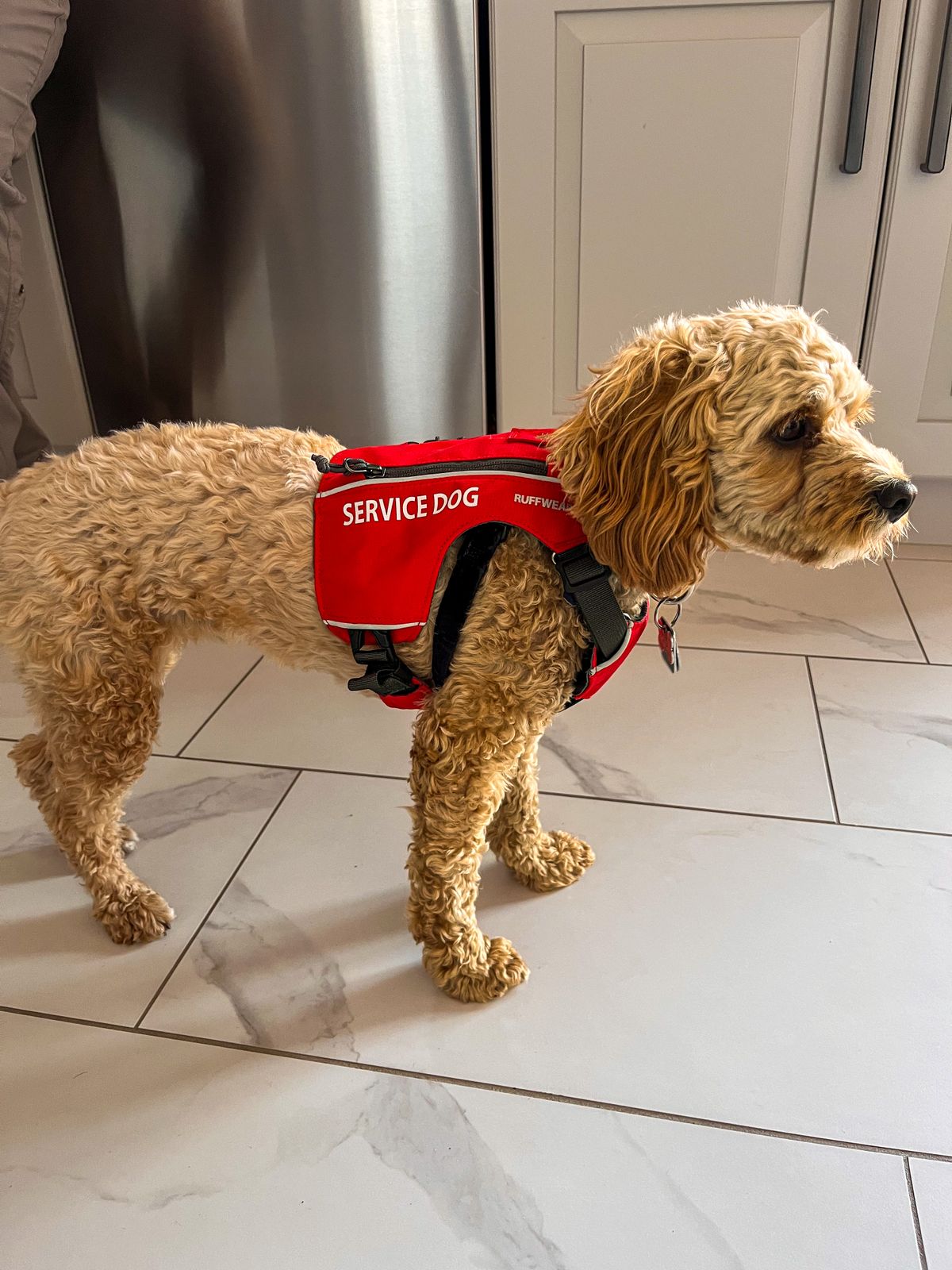 Dog Vest Find An Emotional Support Dog Access ID™ Lite Service Dog