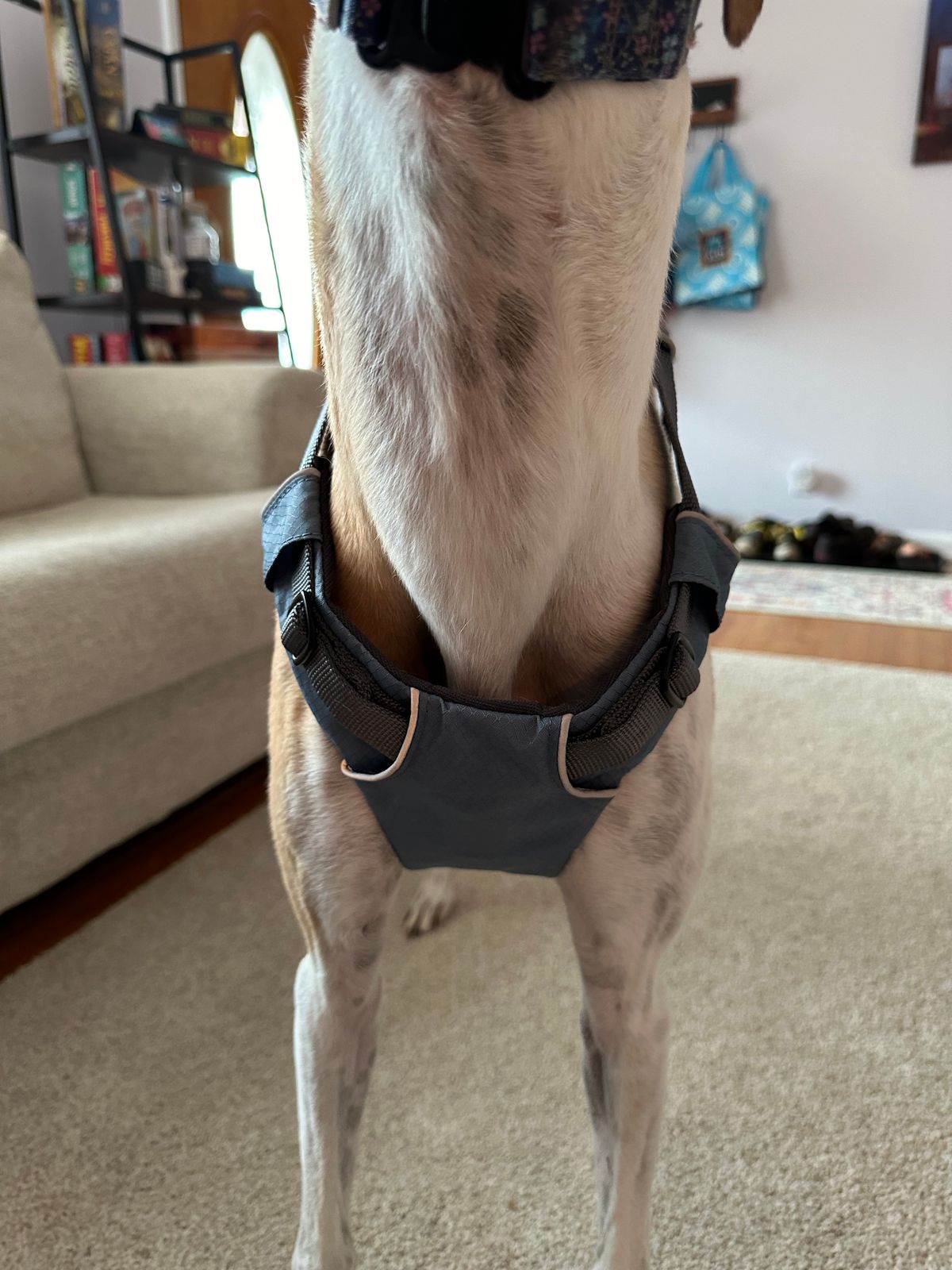 ロードアップハーネス 衝突試験済み、強度評価済み | Ruffwear JAPAN