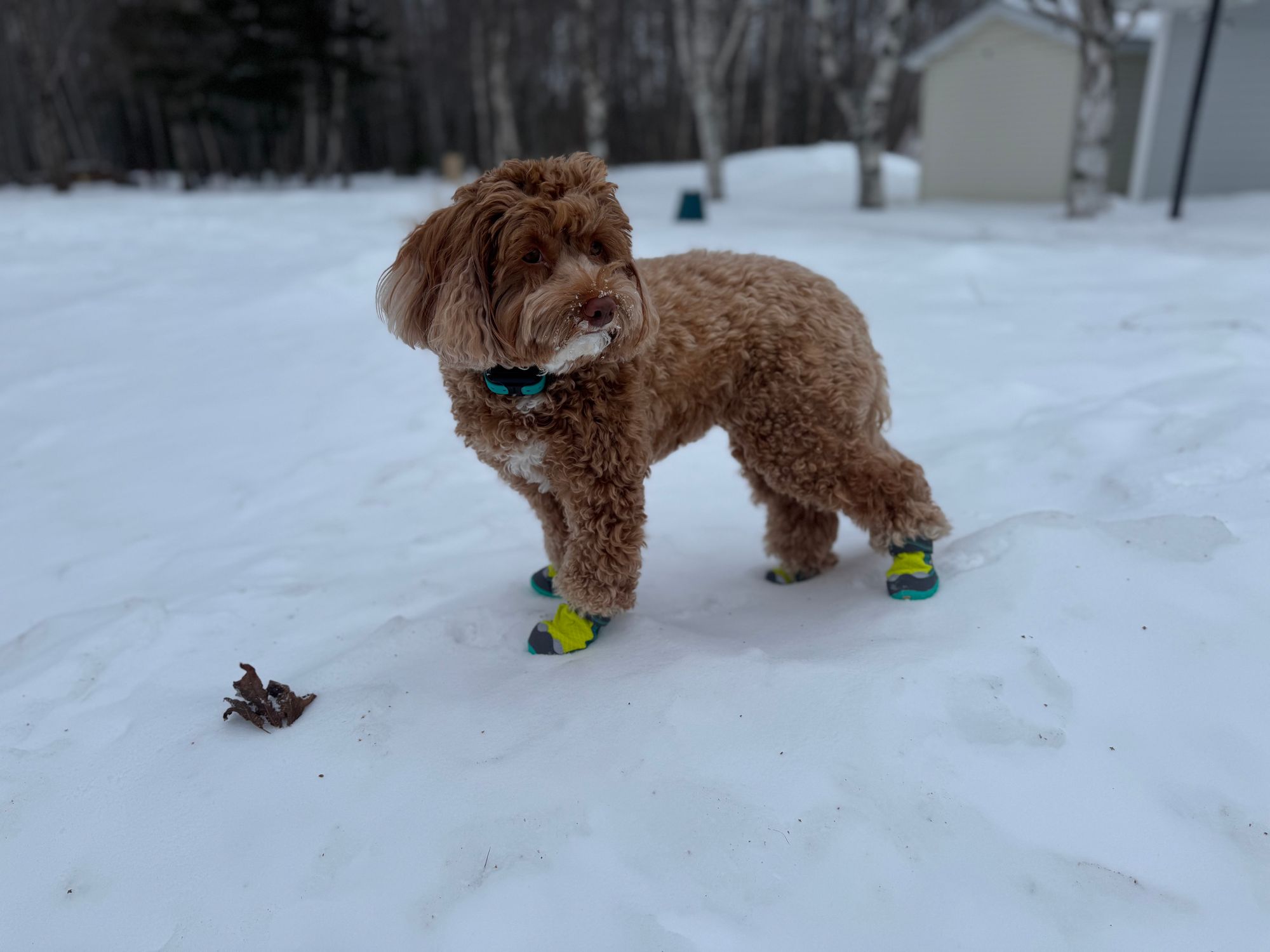 Grip Trex™ Dog Boots Durable All-Terrain Paw Protection Ruffwear