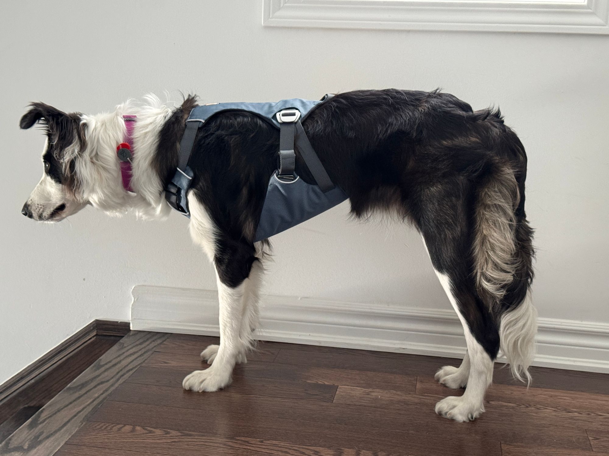 Load Up™ Crash Tested Dog Harness Strength-Rated Hardware Ruffwear
