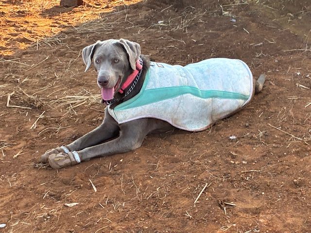 Dog Vest Amazon Large Dog Coats Pet Dog Vest Jacket Waterproof