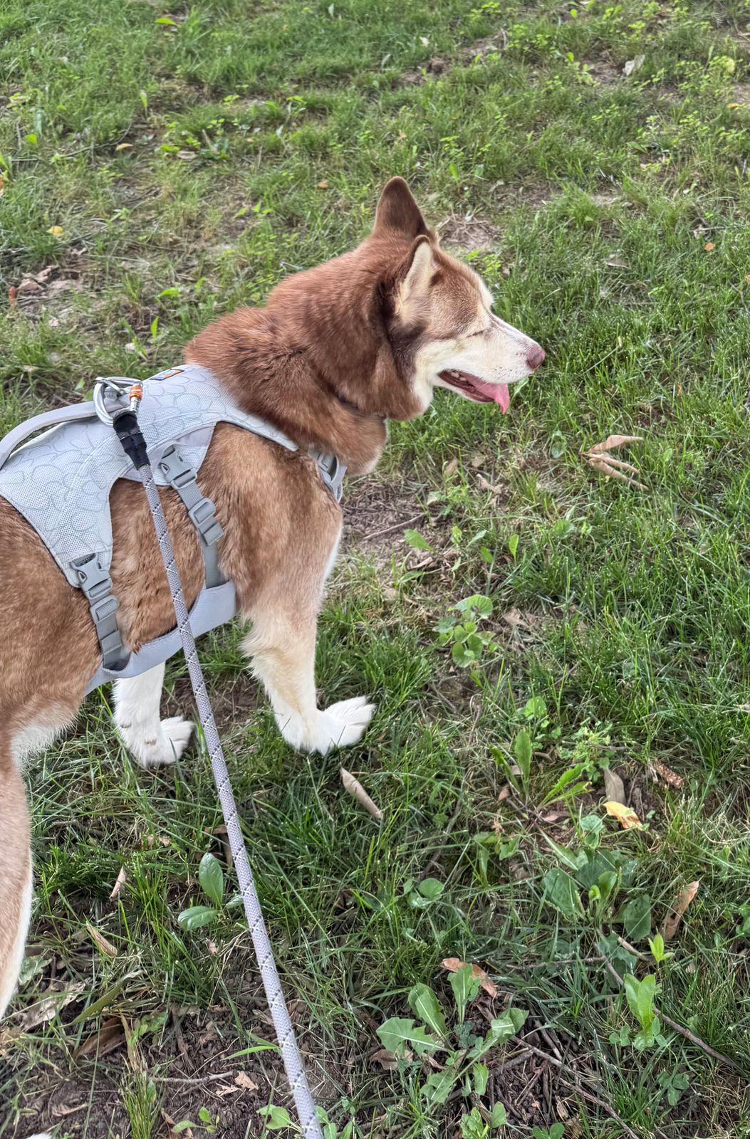 Swamp Cooler™ Cooling Dog Harness Ruffwear