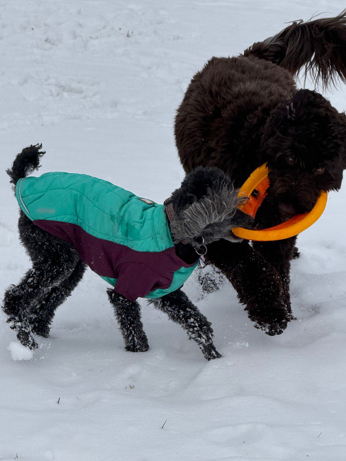 Powder Hound™ Winter Dog Jacket Hybrid Insulated Winter Ruffwear