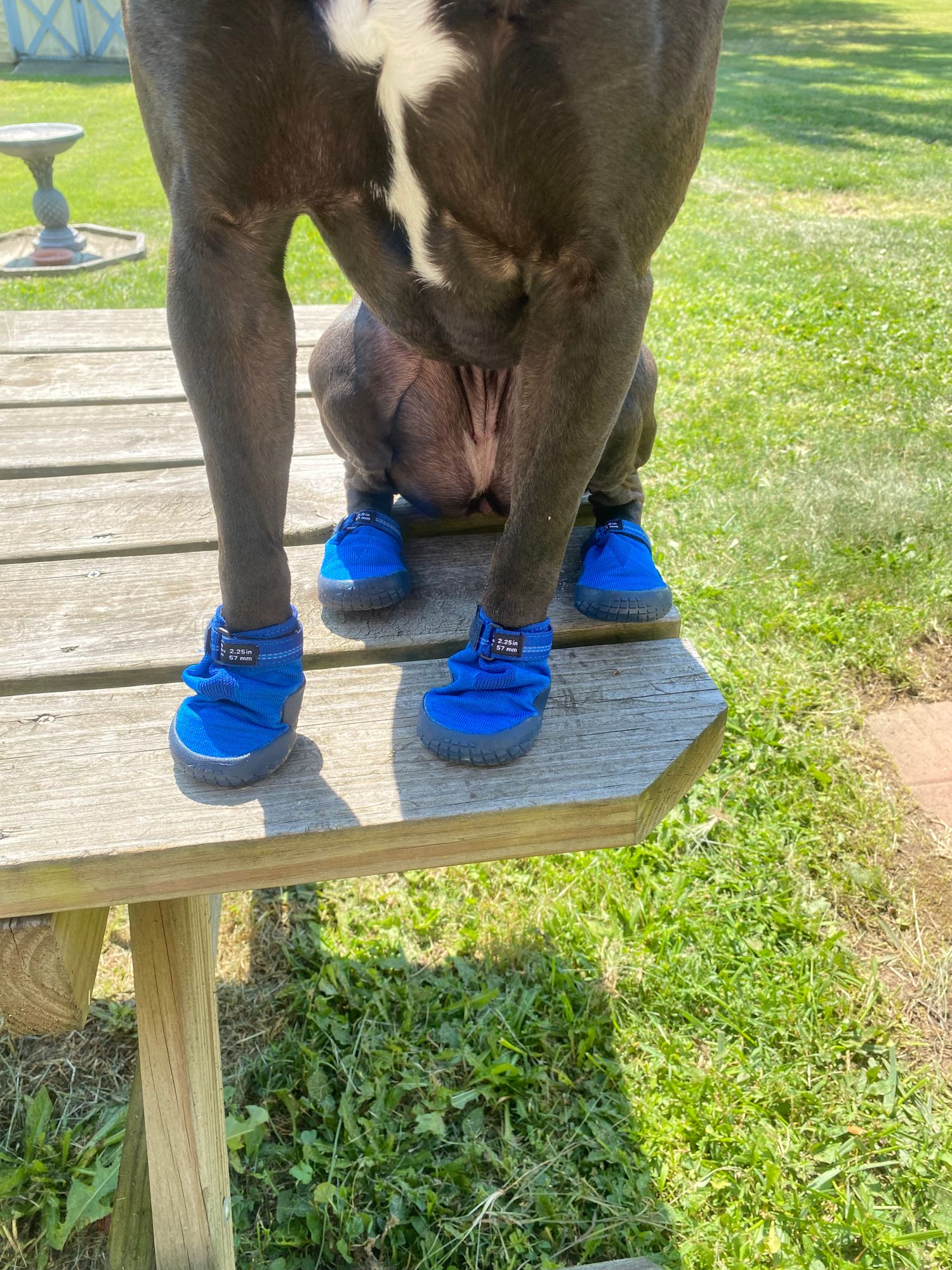 Pawz Diy Dog Shoes Balloon Hi Light™ Dog Shoes For The Trail