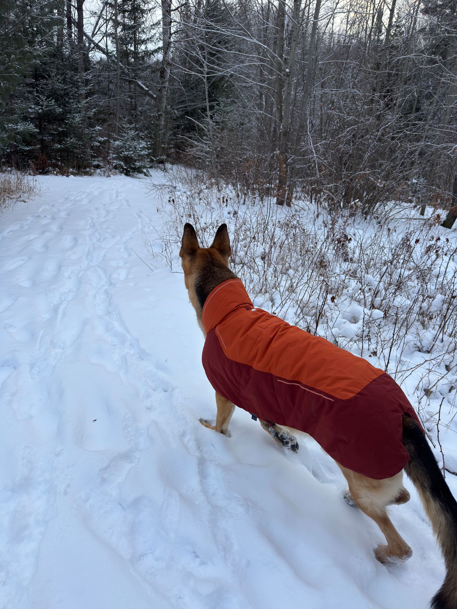 ヴァートドッグジャケット/防水性、防風性、断熱性 | Ruffwear JAPAN