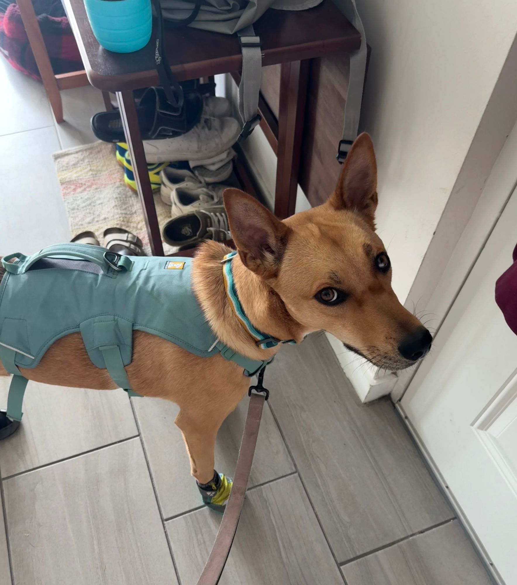 Grip Trex™ Dog Boots Durable All-Terrain Paw Protection Ruffwear