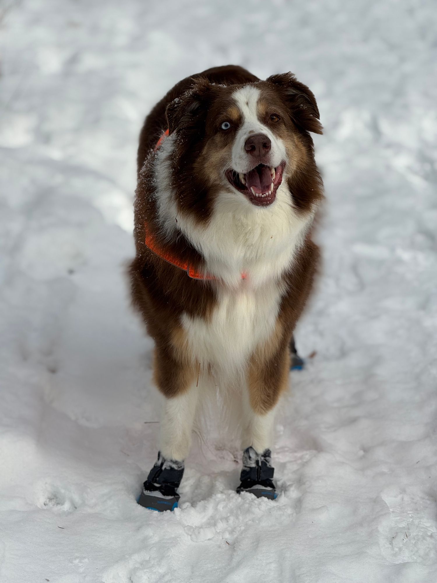 Polar Trex™ Winter Dog Boots | Snow Boots for Dogs | Ruffwear