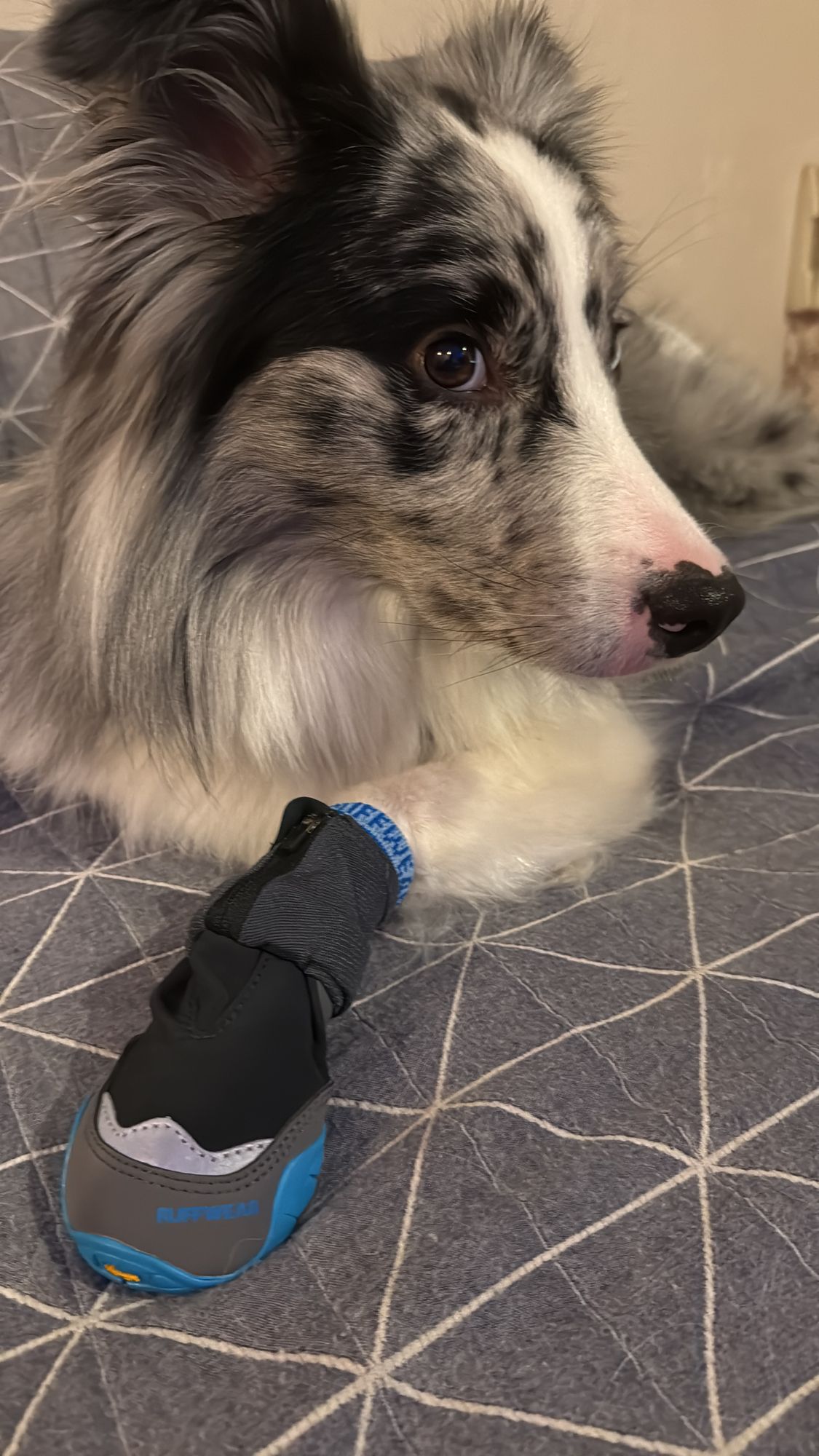 Polar Trex™ Winter Dog Boots Snow Boots for Dogs Ruffwear