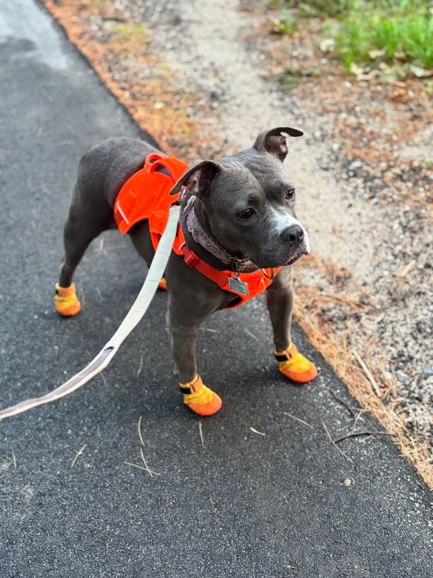 サミットトレックスドッグシューズ |日常の足の保護 | Ruffwear JAPAN