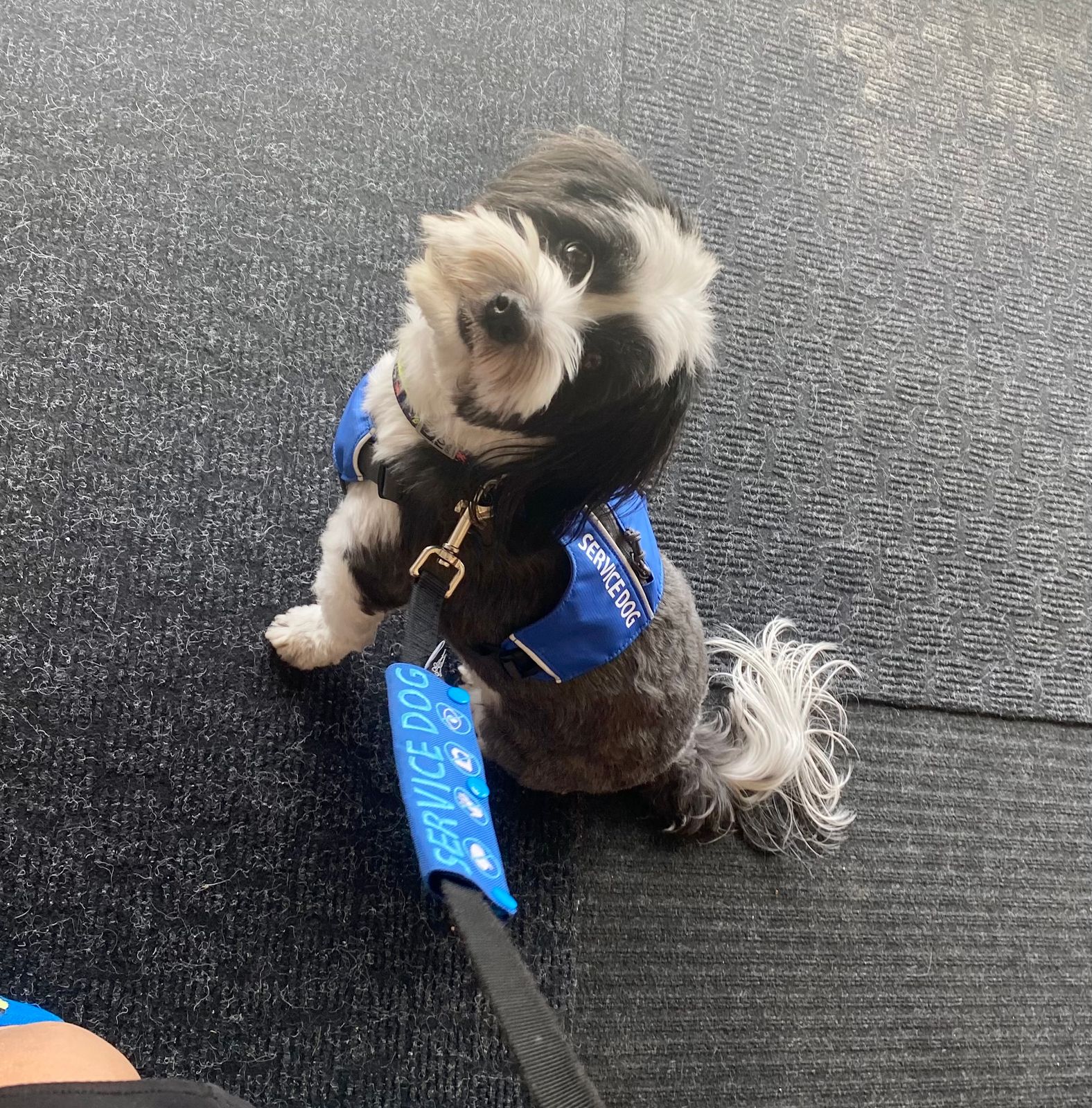 Small Dog Service Animal Harness Mesh Service Animal Jacket Vest