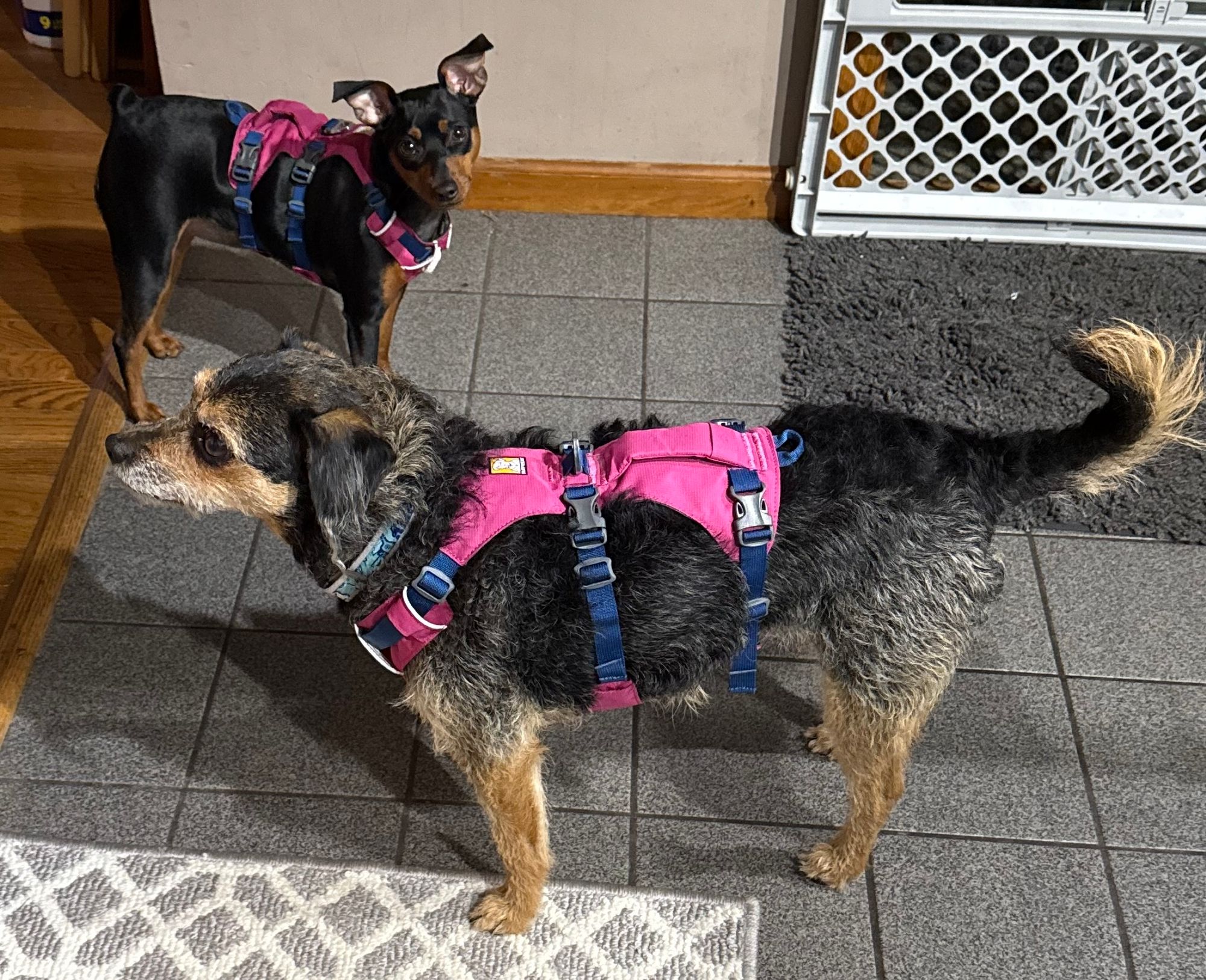 Pink And Gray Dog Harness Boots Barkley Gray Dog Harness Backpack