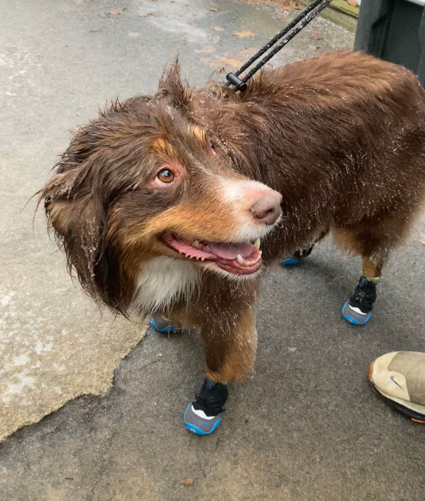 Polar Trex™ Winter Dog Boots Snow Boots for Dogs Ruffwear