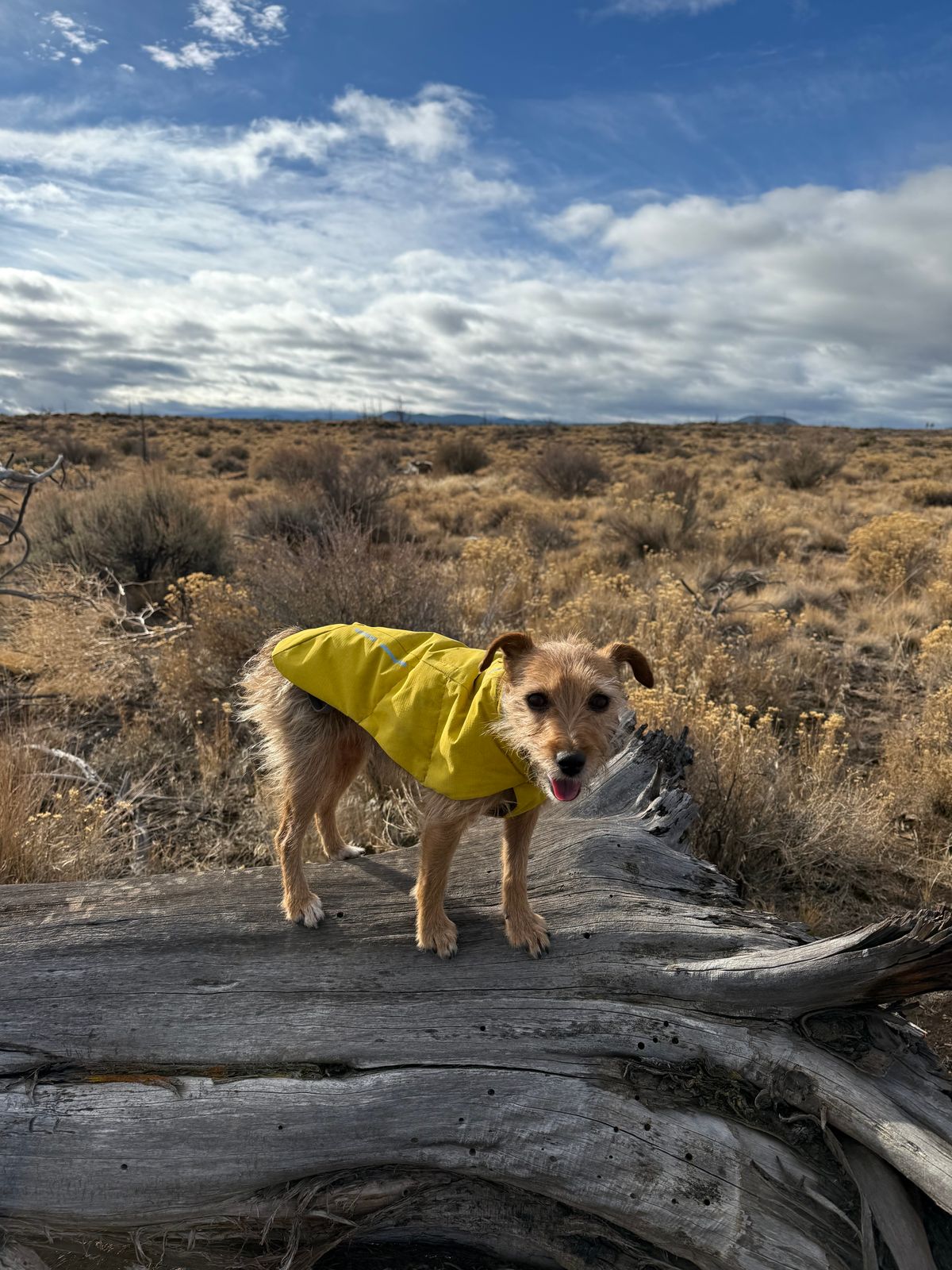 ヴァートドッグジャケット/防水性、防風性、断熱性 | Ruffwear JAPAN