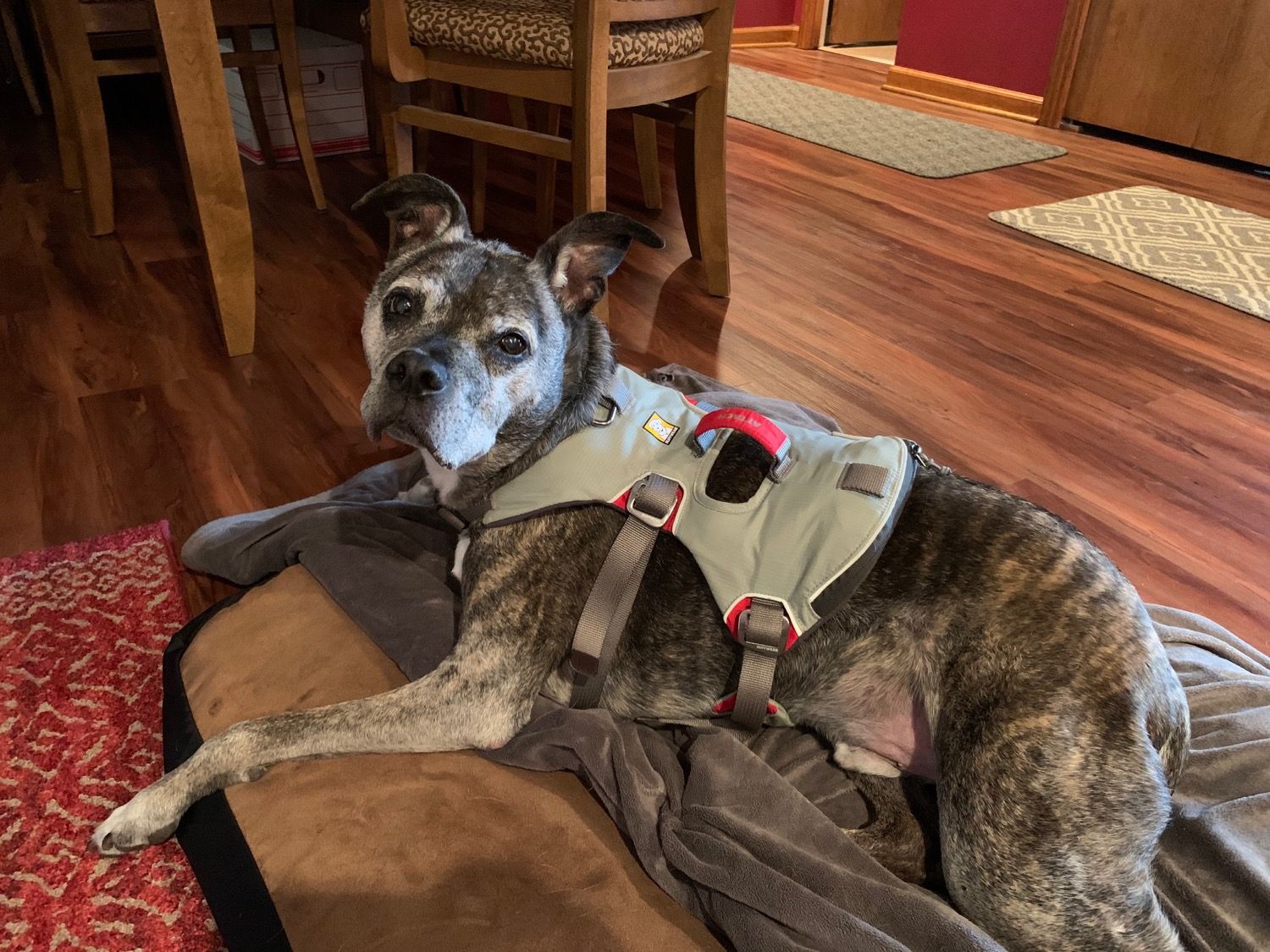 Doubleback™ Full Body Dog Safety Harness Ruffwear