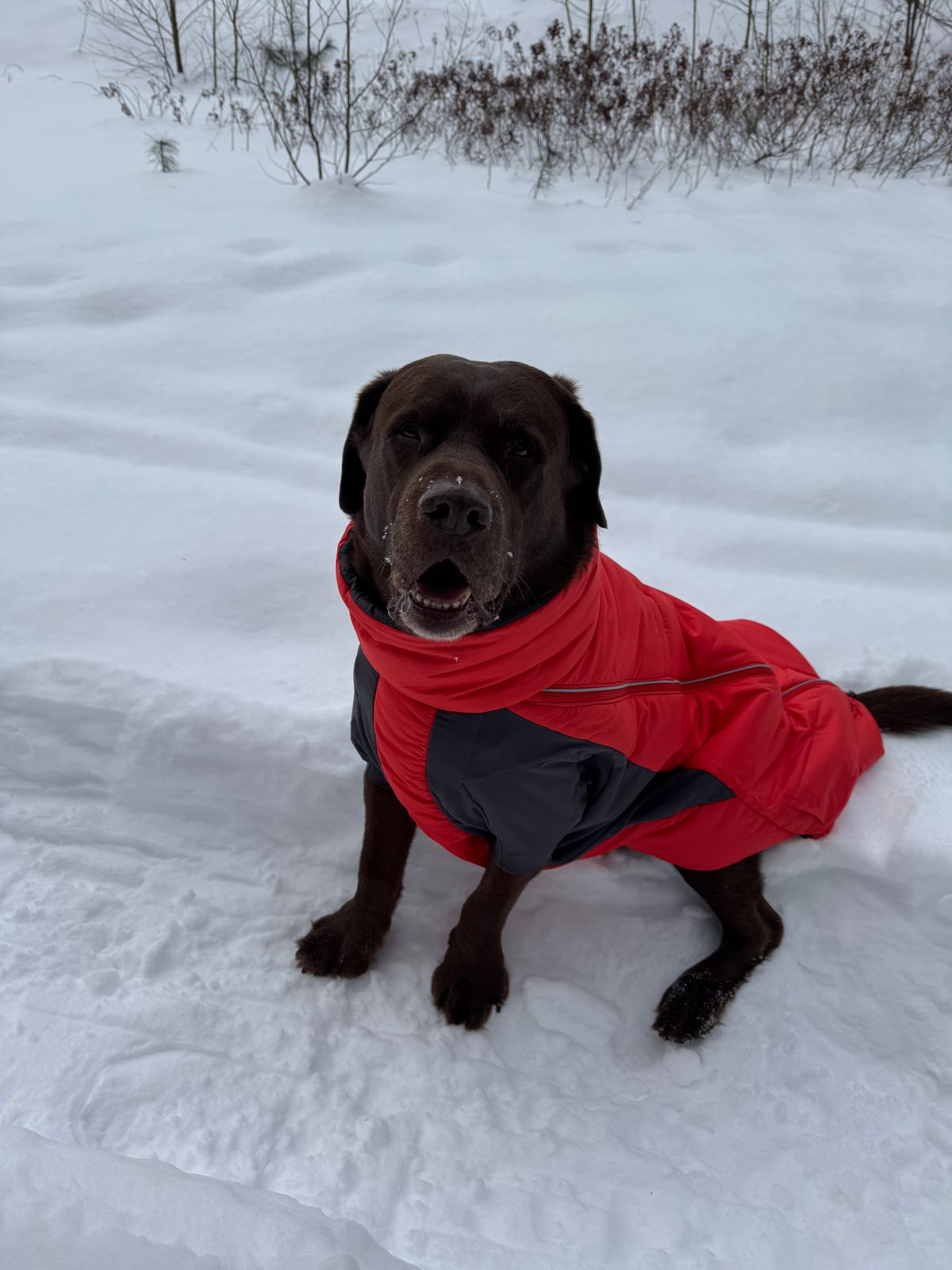 Winter Coat Dog Coat With Chest Protection Ancol Muddy Paws