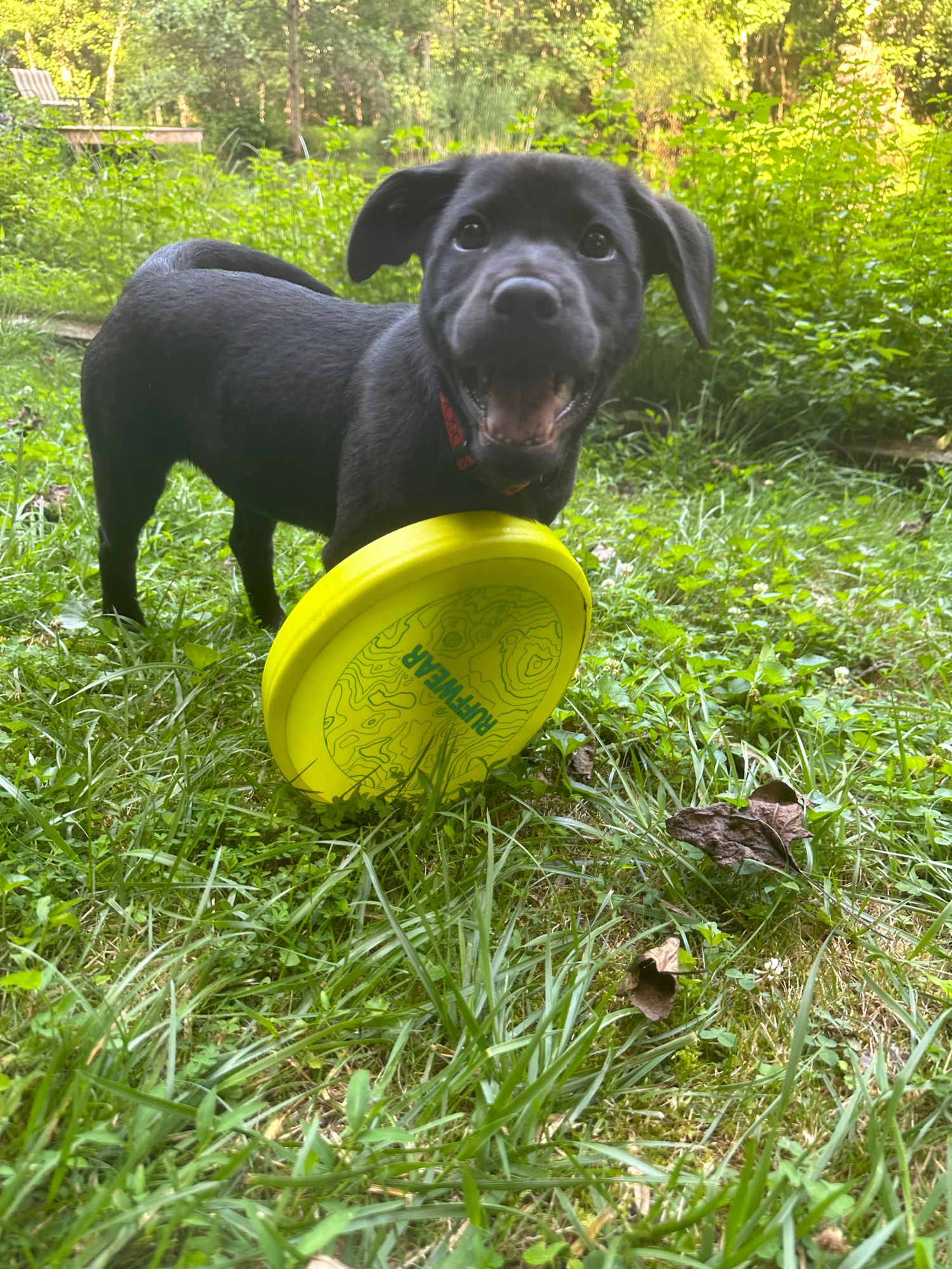 Giocattolo Per Cane Frisbee ZEUS Nitro™ Disc - Frisbee - 12