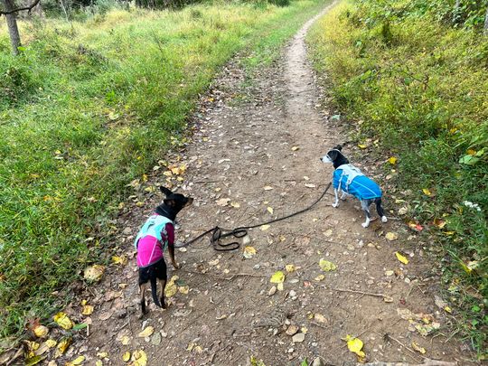 Swamp Cooler™ Cooling Dog Harness Ruffwear