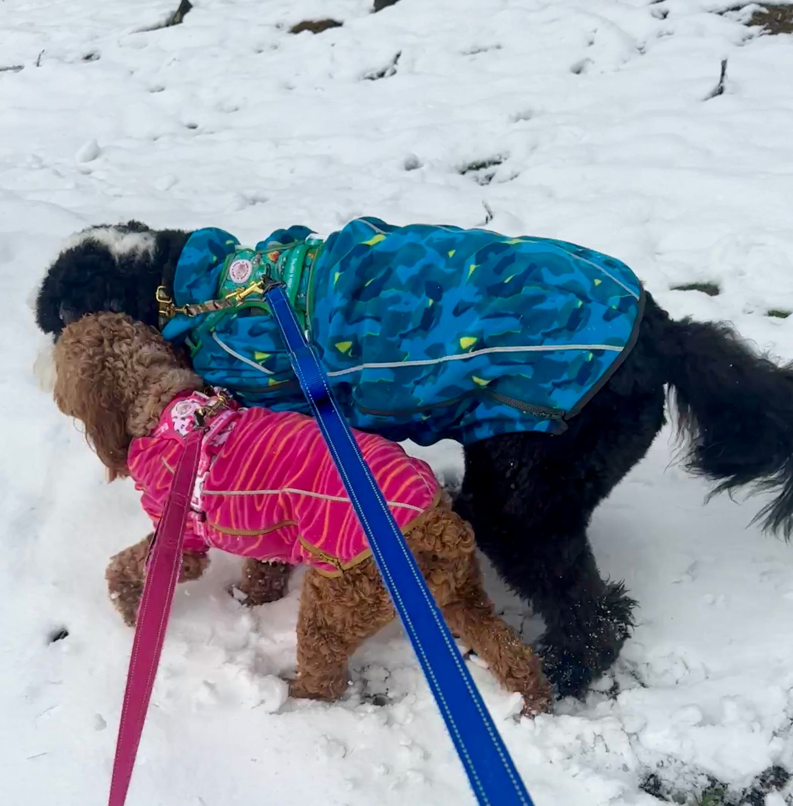 Climate Changer™ Dog Fleece Sweater | Ruffwear JAPAN