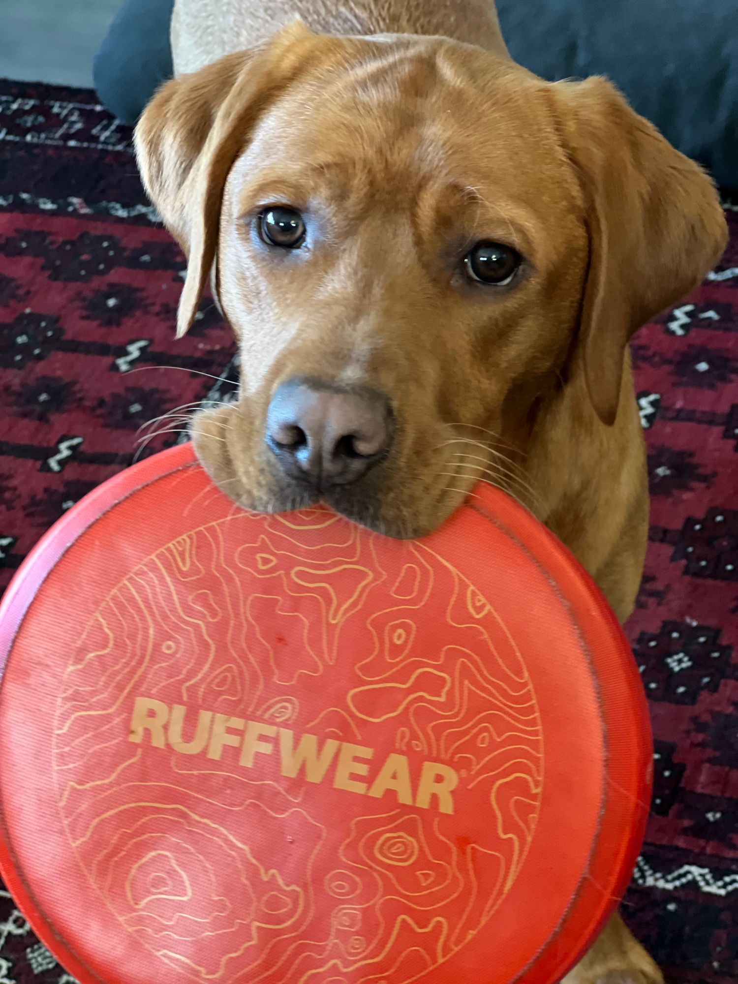 hunde frisbee scheiben PIUPET Hunde-Frisbee-Set | Hundefrisbee