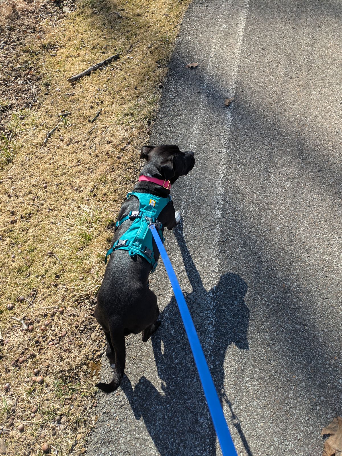 Harness Leash Best Puppy Harness For Training Small Dogs Walking Harness  Best Dog Harness For Chewers Flagline Dog Harness With Handle Strong