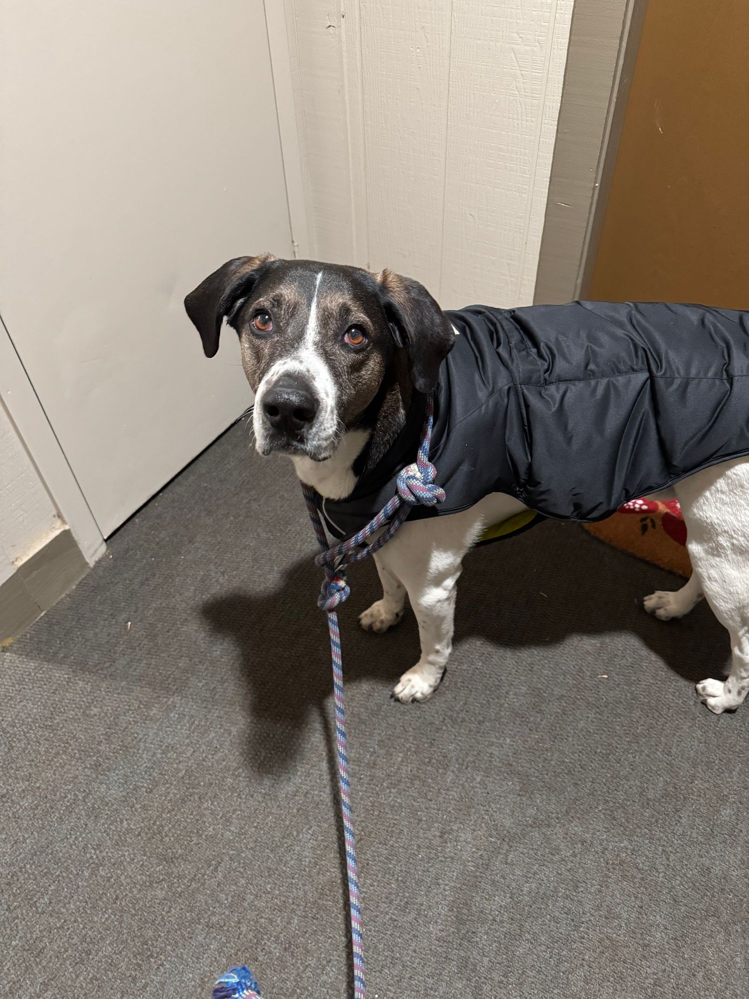 Quinzee™ Dog Puffy Vest | Packable Warmth | Ruffwear UK