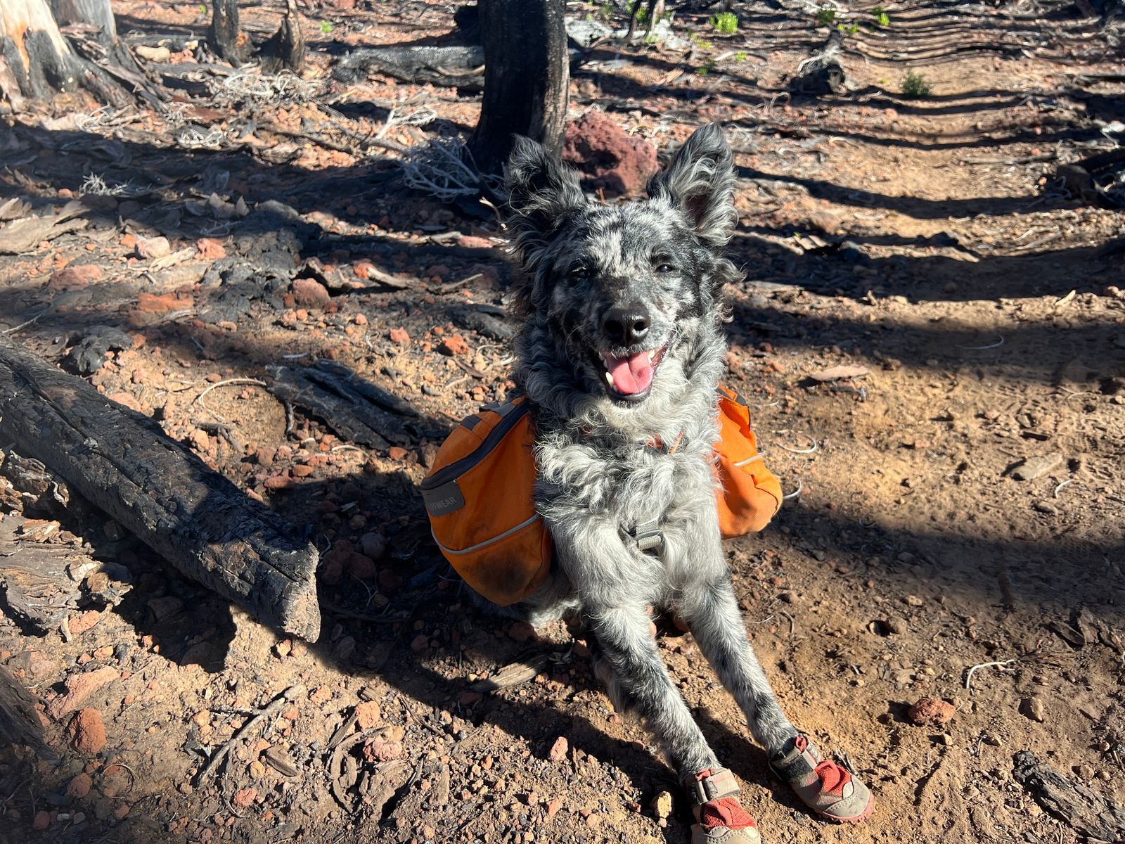 Make Your Own Dog Boots Parvo In Dogs And Puppies: Causes