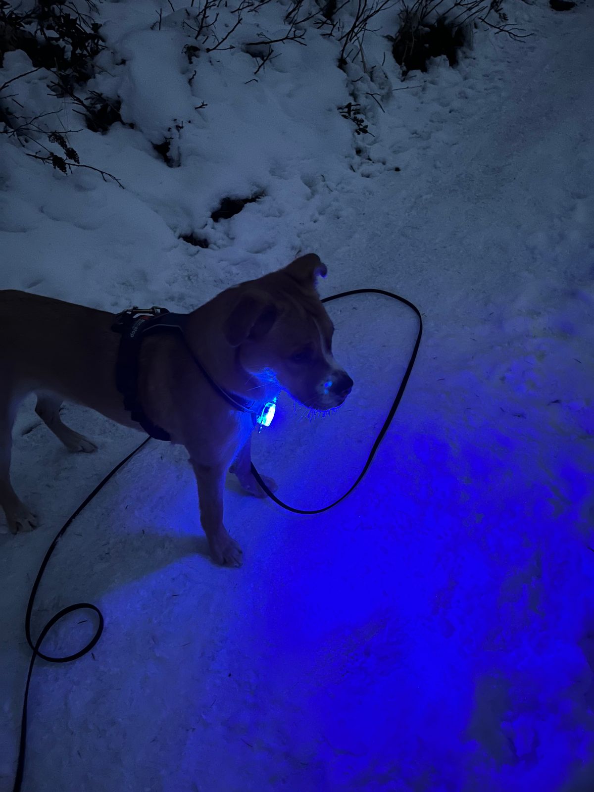 Waterproof Rechargeable Dog Safety Light The Beacon™ Ruffwear