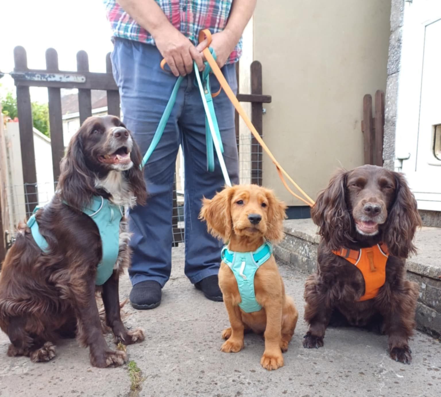 Dog Harnesses Cocker Spaniel Harness Size And Leash Ruffwear