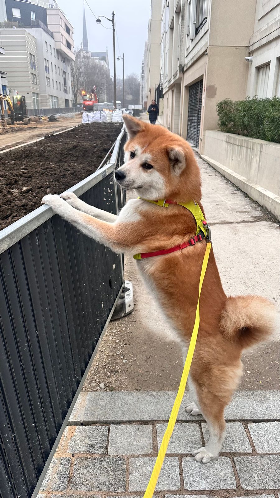 Hi Light™ Lightweight Dog Lead Ruffwear