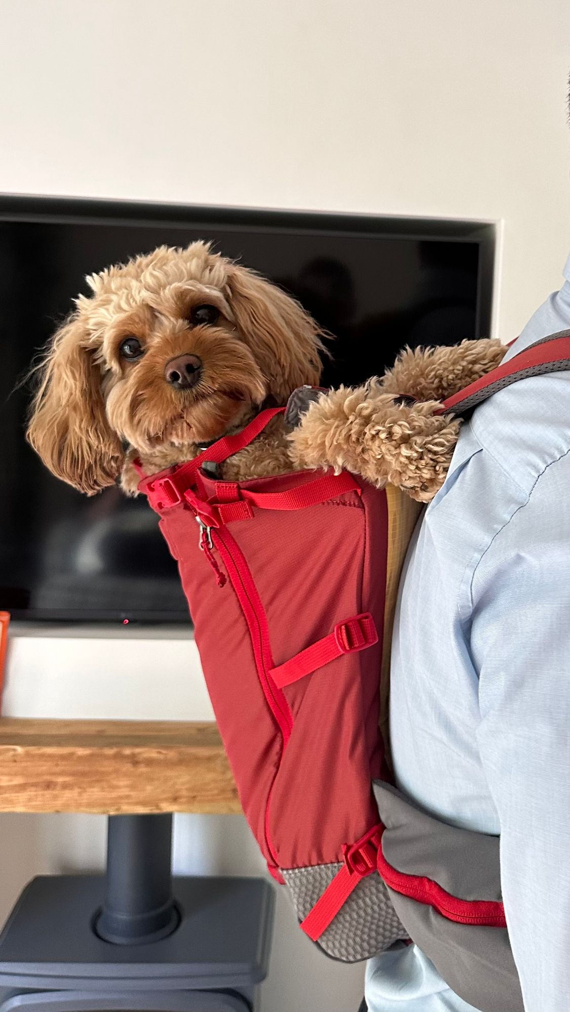Dog Hiking Backpack Carrier Small Backpack For Dogs Dog Backpack