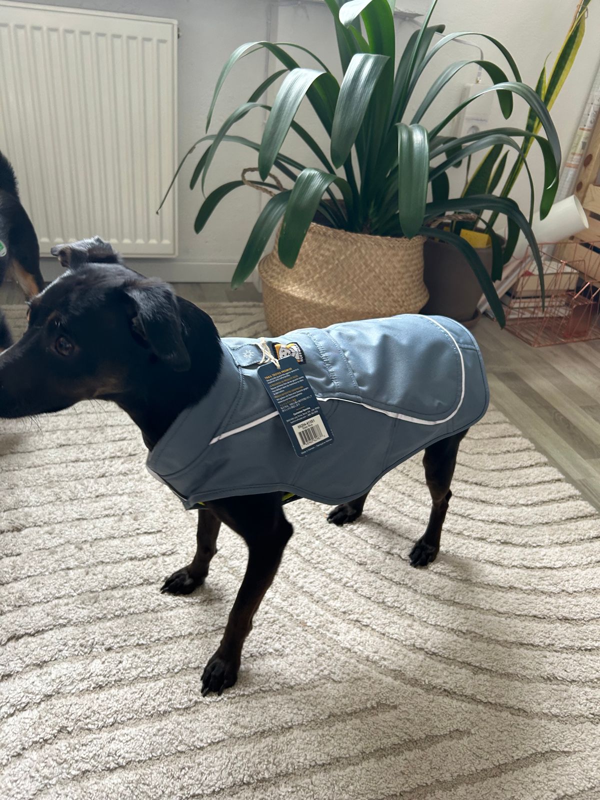 Overcoat™ Dog Jacket Ruffwear UK