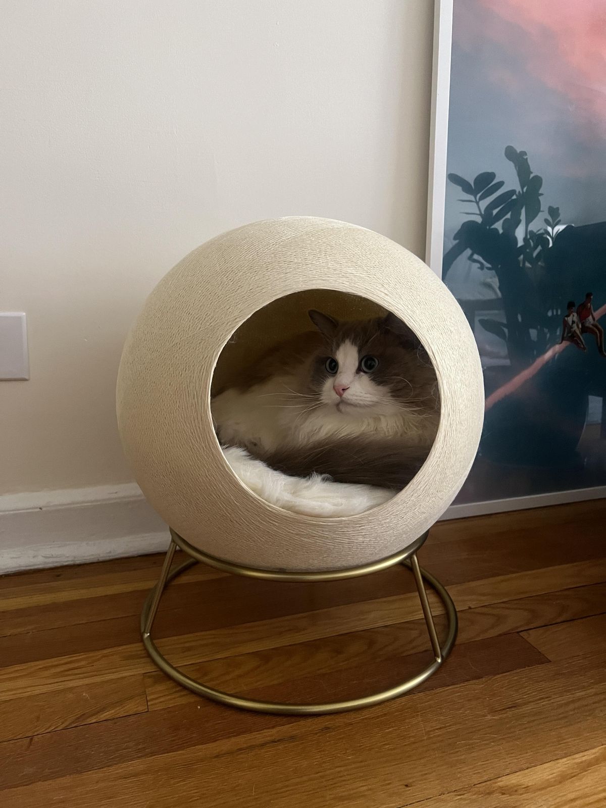 Bed How To Make A Yarn Ball For A Cat Stellar Modern Cat Bed - Main Image