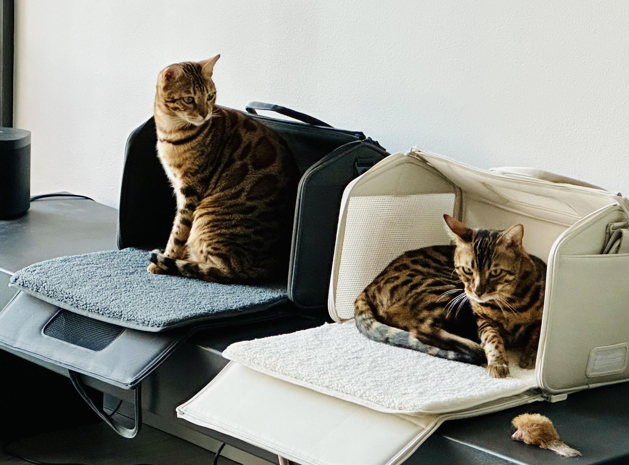 Best Cat Cat Flight Carrier Porto Cat Carrier – Tuft Paw