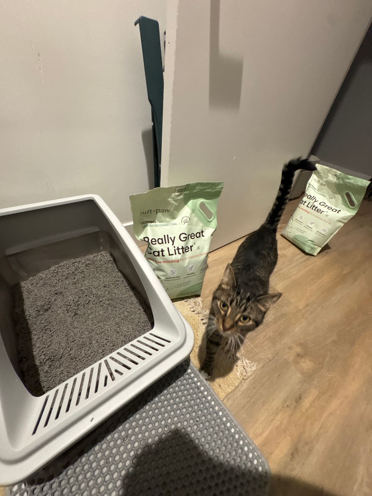 How Much Cat Litter in a Litter Box: Expert Tips for Perfect Depth