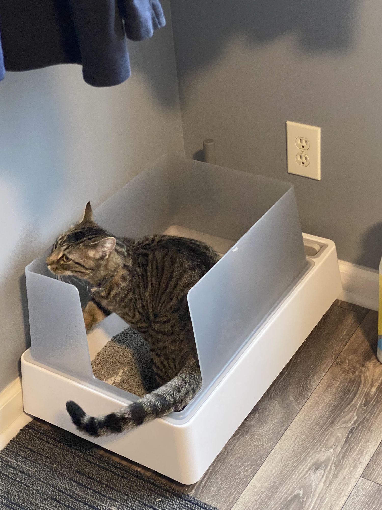 Amazon Best Cat Litter Boxes For Large Cats Cove Modern Litter Box