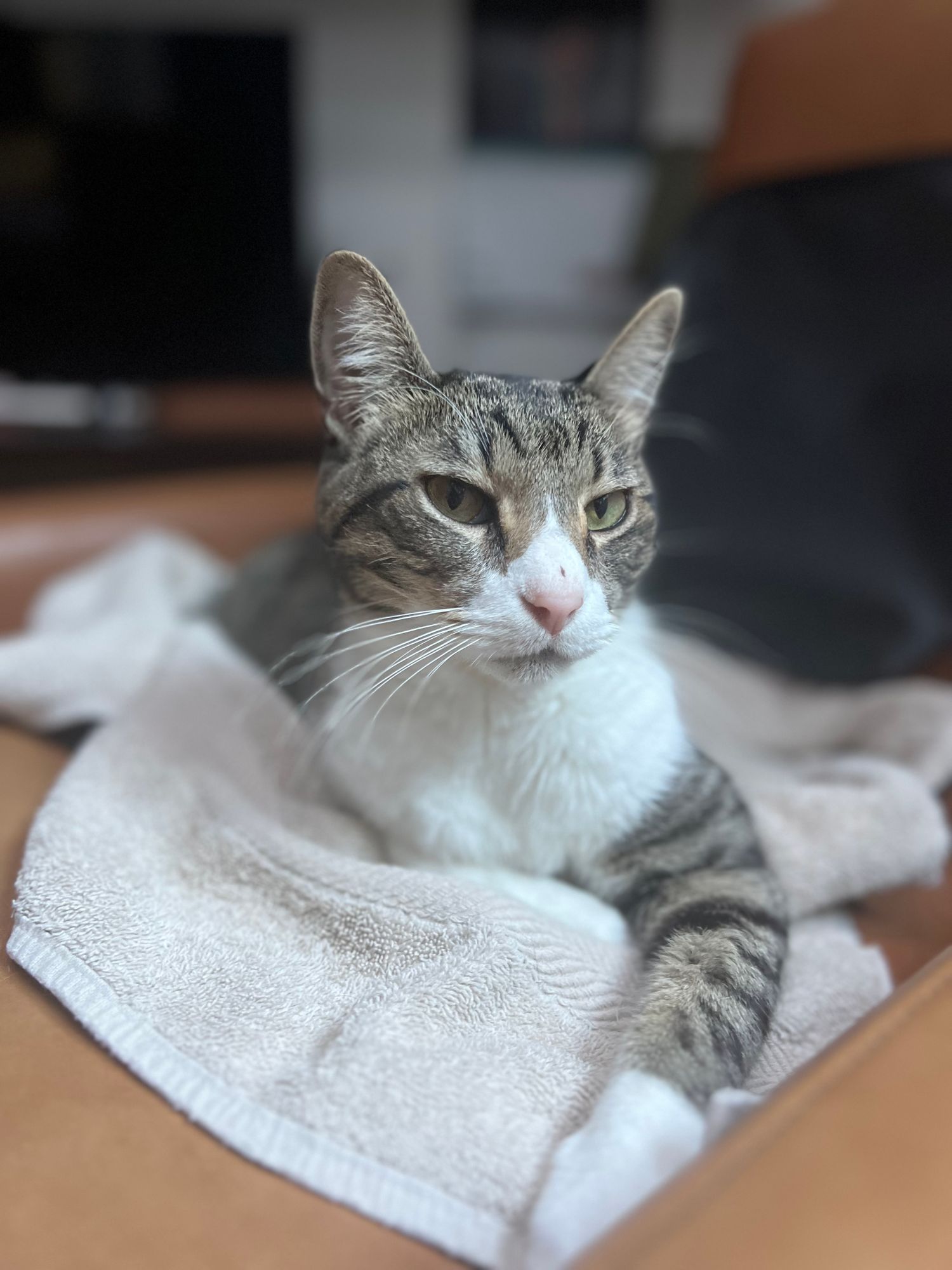 Does Cat Litter Expire: Essential Facts Every Cat Owner Must Know