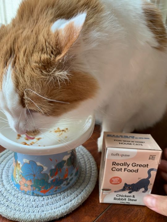 Best Dry Cat Best Wet Cat Food For Cats With Allergies Really Great