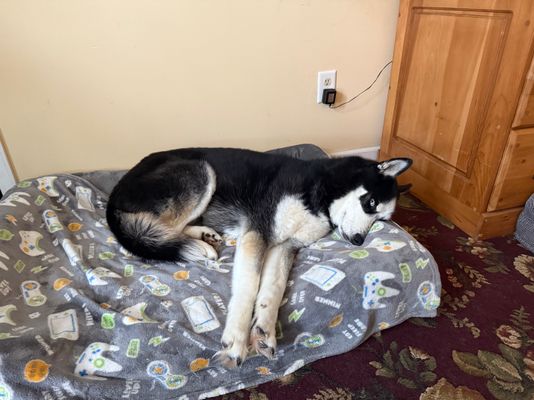 Customer-uploaded image. Click to see more details. The image represents: A black and white husky dog lying on a gray patterned blanket in a bedroom, with wooden doors and a beige wall visible in the background.