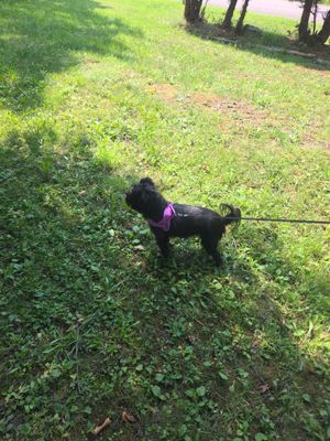 Customer-uploaded image. Click to see more details. The image represents: A black dog wearing a pink harness and leash stands in a grassy, overgrown yard with trees visible in the background.