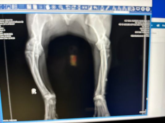 Customer-uploaded image. Click to see more details. The image represents: X-ray image of both legs and pelvis displayed on a medical imaging monitor, showing skeletal structure in grayscale with a small colored marker visible in the center.