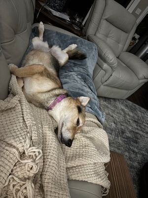 Customer-uploaded image. Click to see more details. The image represents: A light-colored dog wearing a purple collar lies on its back on a beige blanket across gray leather furniture in a living room.
